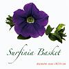 Surfinia basket